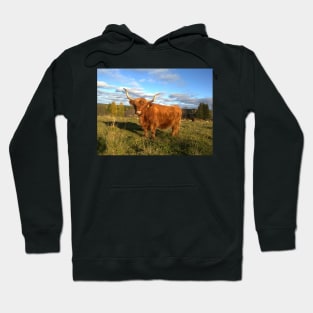 Scottish Highland Cattle Cow 1001 Hoodie